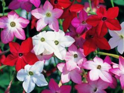 Nicotiana, Assorted