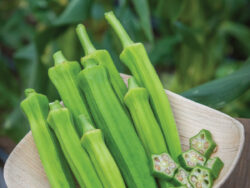 Okra