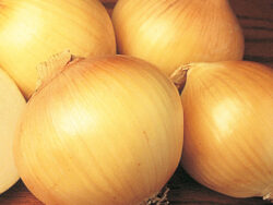 Onion, Sweet Spanish