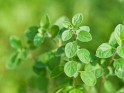 Oregano, Italian