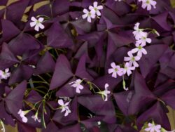 Oxalis, Assorted, Mini