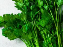 Parsley, Italian