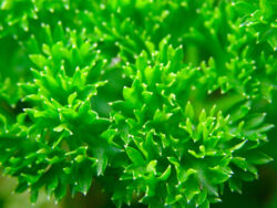 Parsley, Triple Curled