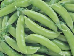 Pea, Sugar Snap