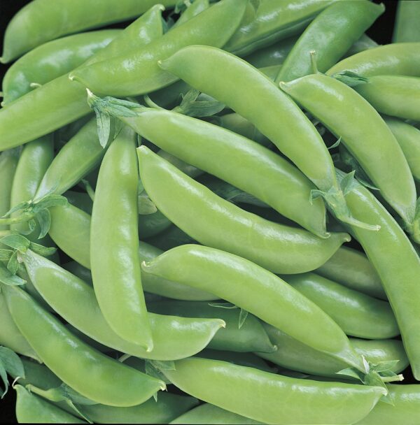 Pea, Sugar Snap
