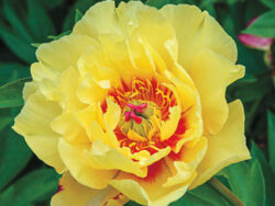 Peony, Itoh Bartzella