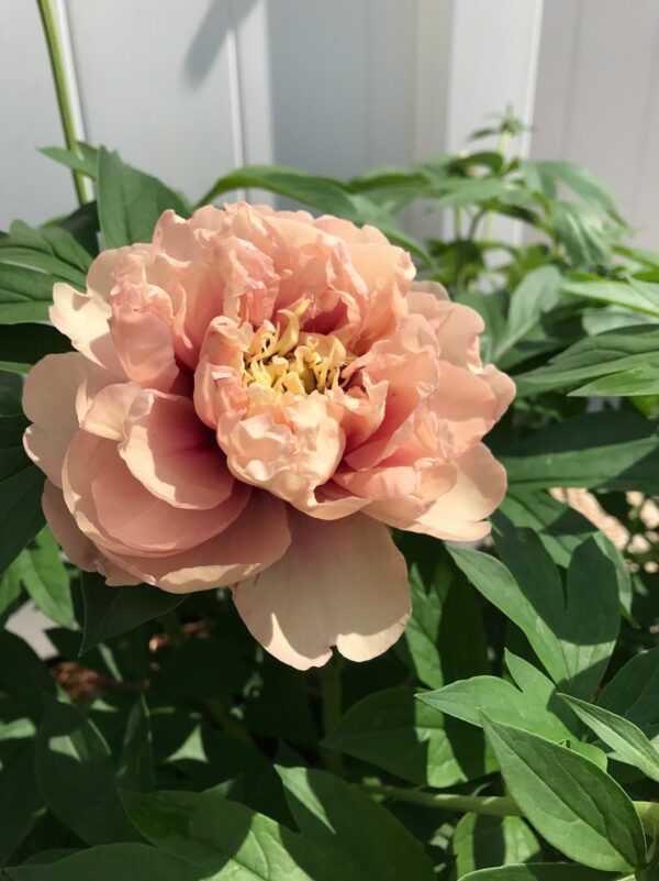 Peony, Itoh Caroline Constabel