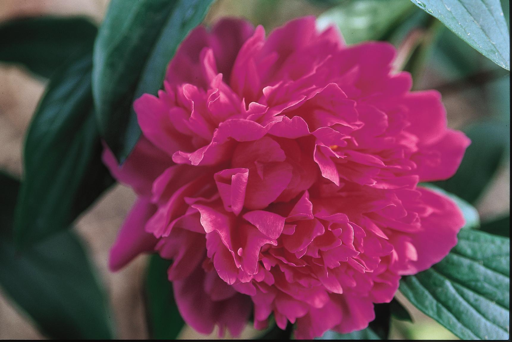 Peony, Kansas A+ Garden Center Duluth, Minnesota Plants, Trees