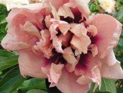 Peony, Itoh Oochigeas