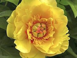 Peony, Itoh Sequestered Sunshine