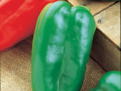 Pepper, Sweet Big Bertha