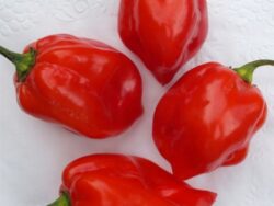 Pepper, Hot Caribbean Red