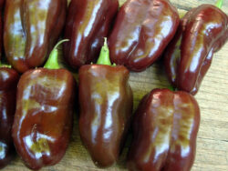 Pepper, Sweet Chocolate