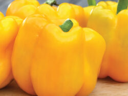 Pepper, Sweet Golden Bell