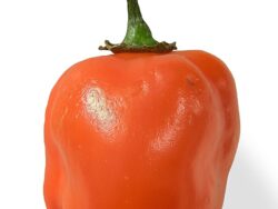 Pepper, Hot Habanero