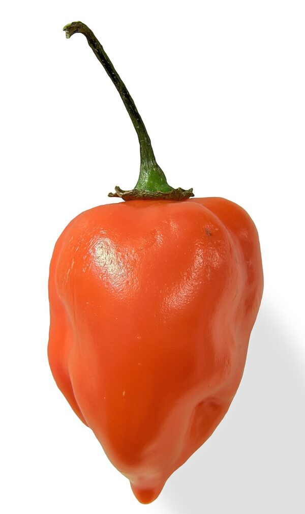 Pepper, Hot Habanero