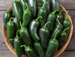 Pepper, Hot Jalapeno