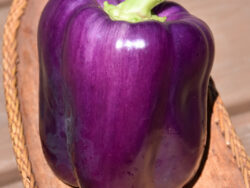 Pepper, Sweet Purple Beauty