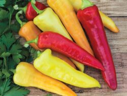 Pepper, Sweet Banana