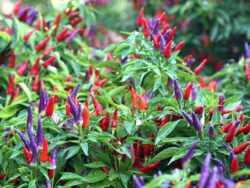 Ornamental Peppers