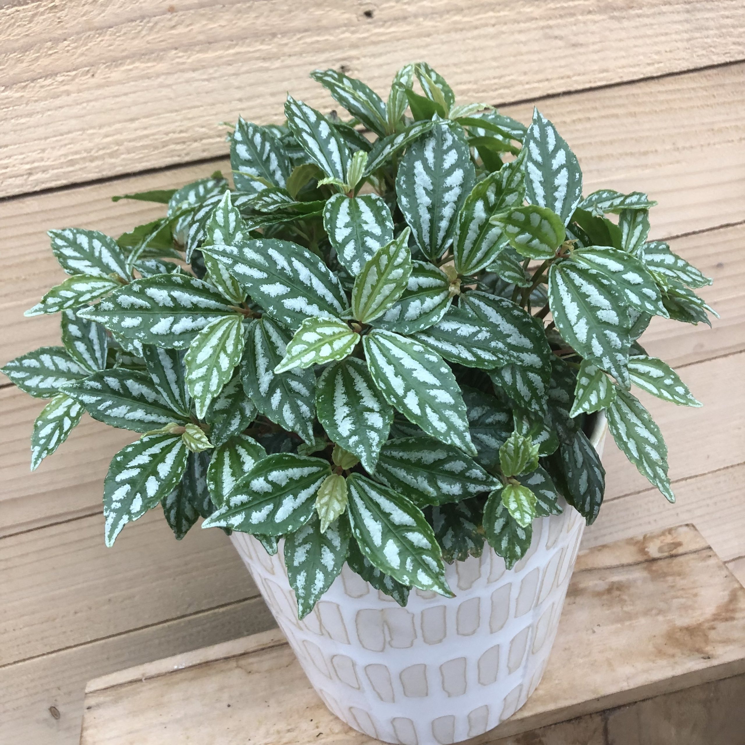 Accents – Pilea, Aluminum Plant – A+ Garden Center | Duluth, Minnesota