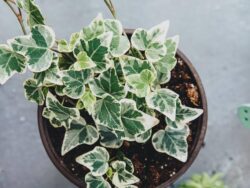 Pixie Ivy, Assorted, Mini