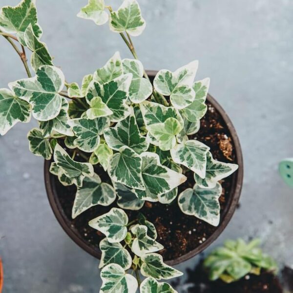 Pixie Ivy, Assorted, Mini