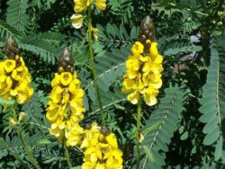 Cassia, Popcorn Plant