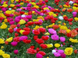Portulaca, Assorted