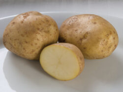 Potato, Kennebec White