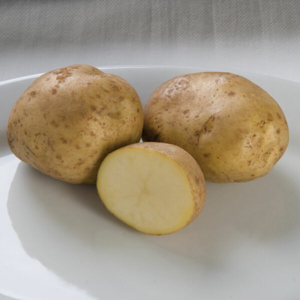 Potato, Kennebec White