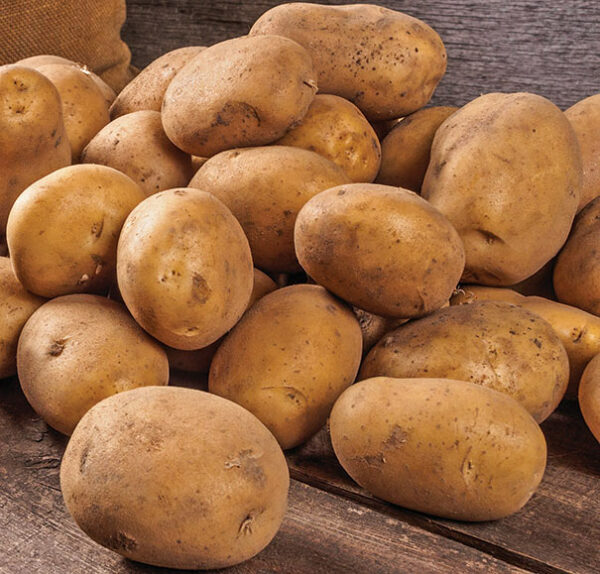 Potato, Norkota