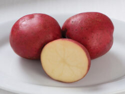 Potato, Norland Reds