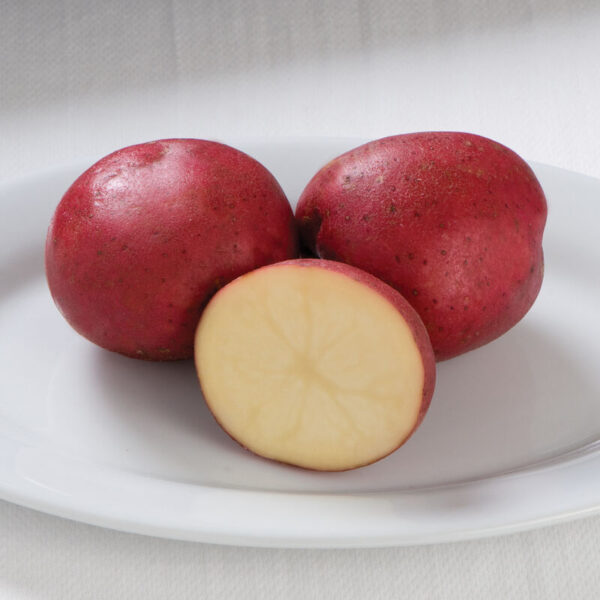 Potato, Norland Reds