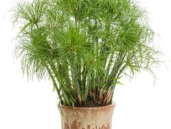 Grass, Prince Tut