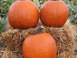 Pumpkin, Magic Lantern