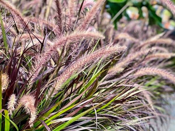 Purple Fountain Grass