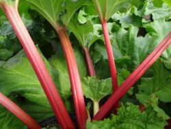 Rhubarb, Canadian Red