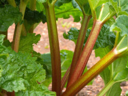 Rhubarb, Victoria