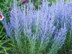 Russian Sage