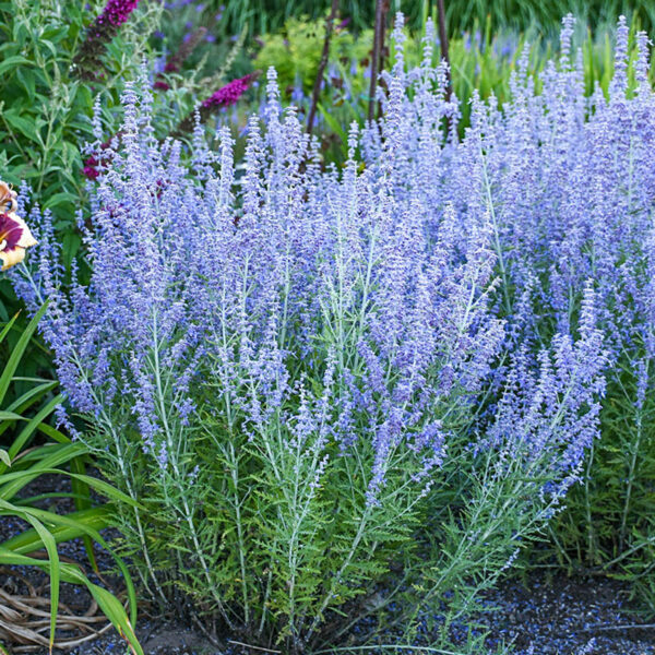 Russian Sage