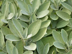 Sage, Garden