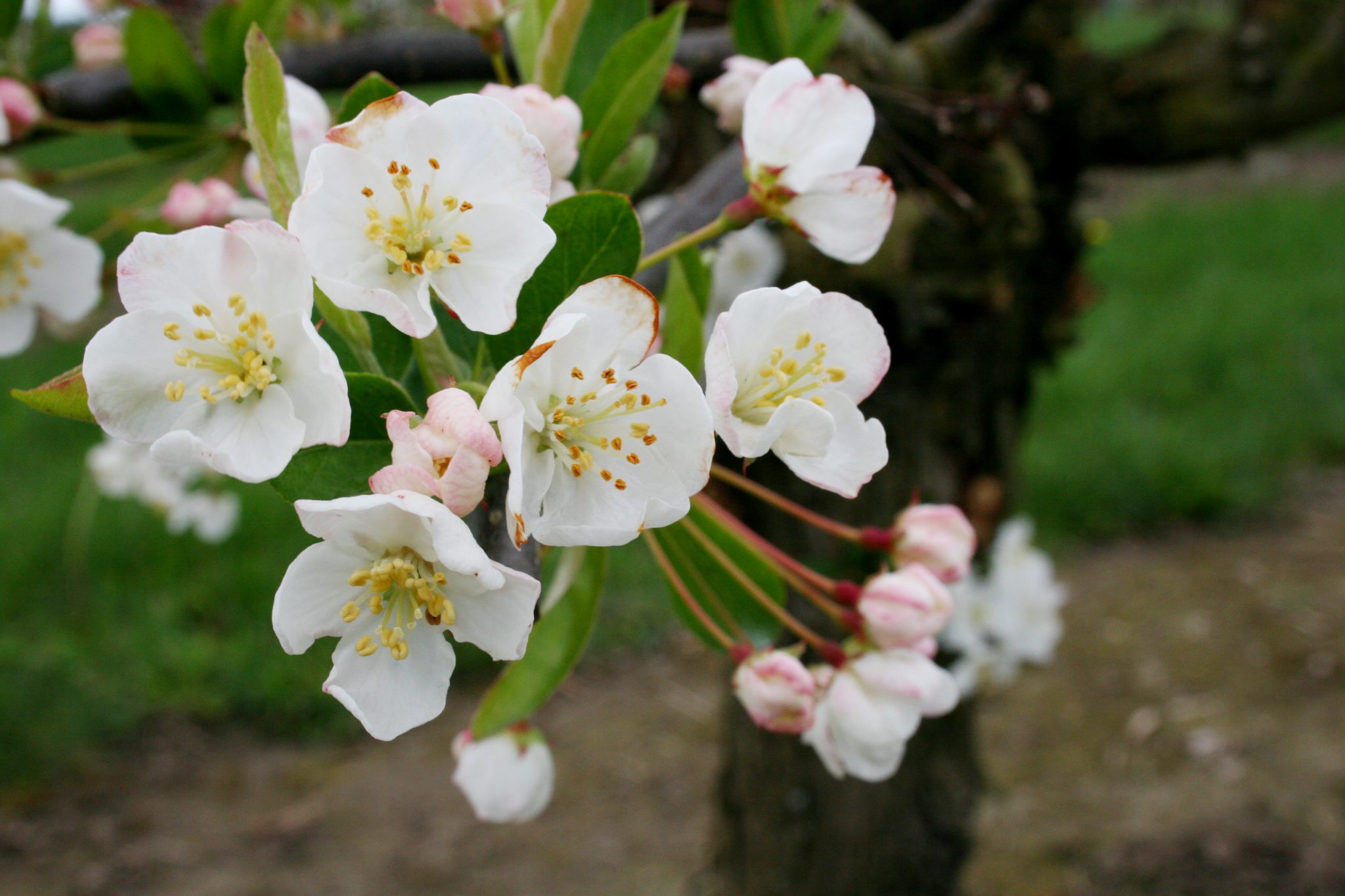 sargent crabapple varieties