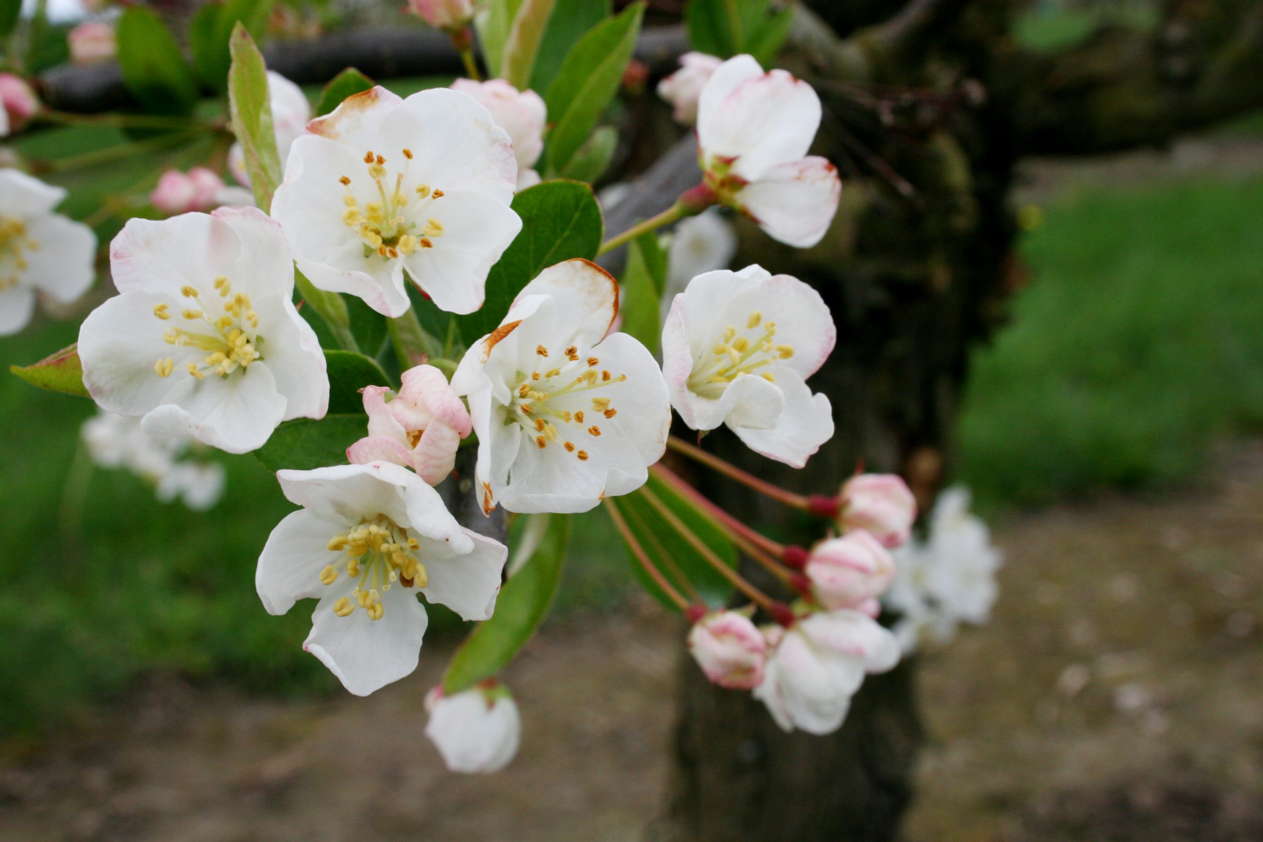 sargent crabapple fruit