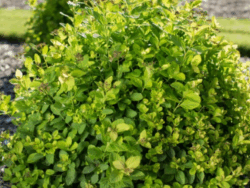 Spirea, Birchleaf Pink Sparkler