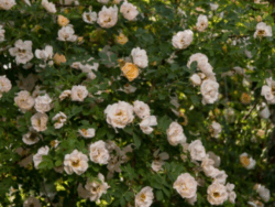 Rose, First Editions® Above and Beyond