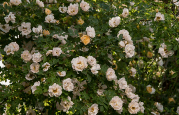 Rose, First Editions® Above and Beyond