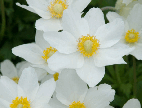 Anemone, Snowdrop