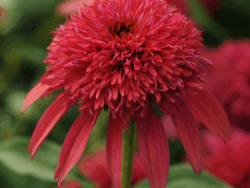 Coneflower, Double Scoop Cranberry