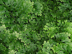 Selaginella Avatar, Mini